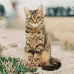 REAL NATURE Adult Rind & Huhn Mit Weizenkeimöl 6x400 G -Ruffwear Verkäufe 2024 bc56b458619aa86240780c2f64ff928db9b8da6b 1246887 de DE Real Nature Original Cat Bild