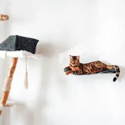 Canadian Cat Company Filz-Hängematte Für Die Wand 15 Canadian Cat Company Filz-Hängematte Für Die Wand -Ruffwear Verkäufe 2026 d6982ed9d12e9d0cbfd4107464642cbf75290f16 1360996 de DE d8ac4e7927d3348063cd4288852ccba5cd28bc01nV0N95