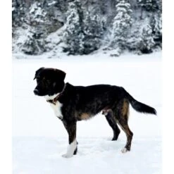 THE DOG IDEA Leder Halsband Braun M -Ruffwear Verkäufe 2024 d8ca7bc3828d16074c5d827bcc0f58424320f84a 1674220 de DE df357a2df676d1e49242475e238a569ba819be80eocDGG