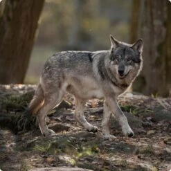 REAL NATURE WILDERNESS Adult Mischfütterungs-Set 7tlg. 8 REAL NATURE WILDERNESS Adult Mischfütterungs-Set 7tlg. -Ruffwear Verkäufe 2024 d8df16d01d44eca47dceb4029baf88ff4ded8402 1248542 de DE Real Nature Wilderness Dog bild 1