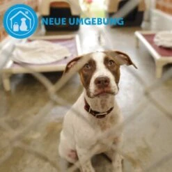 ADAPTIL Calm Halsband Anti Stress Erziehungshalsband S-M -Ruffwear Verkäufe 2026 d9bbd74a63f2c6a012923d517365dbb7e82e2006 1204441 9