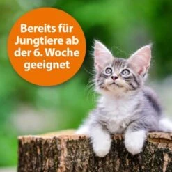 Ardap Zecken- Und Flohpuder 150g -Ruffwear Verkäufe 2026 dbdf009c8d0233872761402d57b066832841a21c 1341059 de DE 346ada57fd64265cd7e33fec00853a93b033d4599B7b3A