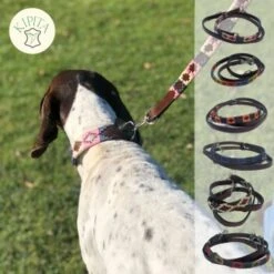 Kipita Polo Hundeleine Rainbow 9 Kipita Polo Hundeleine Rainbow -Ruffwear Verkäufe 2024 dd517b022dd39d436c7ddc7690b97a5c4f7e57ec 1410959 de DE a7397b328ffff38505bae2e7c9f087e08f5de0f5sS4rT4