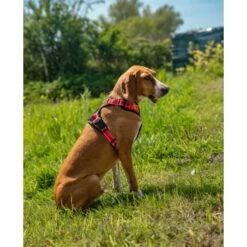 Lionto Hundegeschirr Rot S -Ruffwear Verkäufe 2024 e1e5d7281bb54587c9cff27191ba403207d751ba 1505063 de DE 33ca4878bd99f4cd08d64587c69816d2bb9620798GDLth