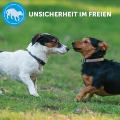 ADAPTIL Calm Halsband Anti Stress Erziehungshalsband S-M -Ruffwear Verkäufe 2026 e220fc002f83144152ad7157c15120ad2d9d8471 1204441 8