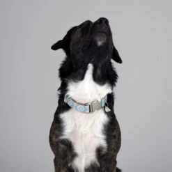 THE DOG IDEA Boho-Chic Halsband Sky S -Ruffwear Verkäufe 2024 e4b3c21c18cb662f31589c64dbf999f08cc7dd71 1485276 de DE 04533c3b55e4cd6d5cfc78f632290e4fe1832996kXES09