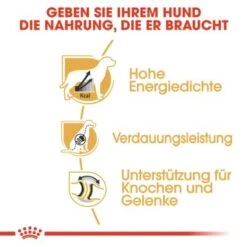 ROYAL CANIN Deutsche Dogge Adult 12 Kg -Ruffwear Verkäufe 2024 e66cc50f8c9810d3f05910b84e01f00d40e02062 777f88e89a2eb82b19ad2ec41c6df61b584e553e