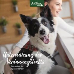 Aniforte Plus Magen & Darm 90 Tabletten 7 Aniforte Plus Magen & Darm 90 Tabletten -Ruffwear Verkäufe 2024 ee4705a2057b1edfe526ac54d24ab38e77b08466 1455900 de DE 5c17b7bc229b49c1931595cd931e95f6c72ef6cddQne1A