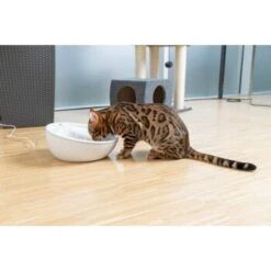 AniOne Keramik-Trinkbrunnen Waterfall Weiß Ohne Ersatzfilter 9 AniOne Keramik-Trinkbrunnen Waterfall Weiß Ohne Ersatzfilter -Ruffwear Verkäufe 2024 f5666e2f535275128e81462f19991e450c3d3f87 c66954489332ac4ff326811e24559ef9b2854fac