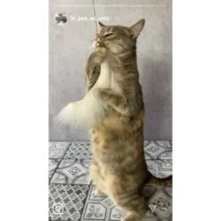 Kater Kasimir Premium Katzenangel Mit 4 Handgemachten Anhängern Aus Naturmaterial 7 Kater Kasimir Premium Katzenangel Mit 4 Handgemachten Anhängern Aus Naturmaterial -Ruffwear Verkäufe 2024 f5a0947d639de966c4125c979f26b15c23b5fa95 1408150 de DE aa9d1c169f7ec9191367c416c4b64e9770f966aeO7Adip