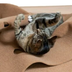 Canadian Cat Company Spielteppich Für Katzen Braun -Ruffwear Verkäufe 2024 feeb1471a0788eb13995861dfe89bb445b21d4b8 1394213 de DE 4a32360e22e339a18cf0f9a52c488f1077251d777uzNQw